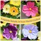 24-Inch Spring Wreath for Front Door – Yellow & Pink Wildflower and Eucalyptus Wreath for Indoor & Outdoor Porch, Wall, Mantel, Farmhouse Spring & Summer Décor